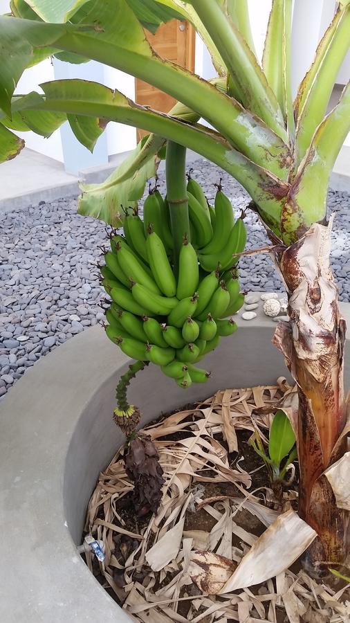 לינה וארוחת בוקר Tarrafal  Casa Patio מראה חיצוני תמונה